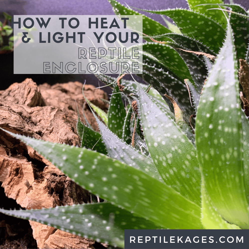 How to provide the BEST HEAT for your REPTILES 