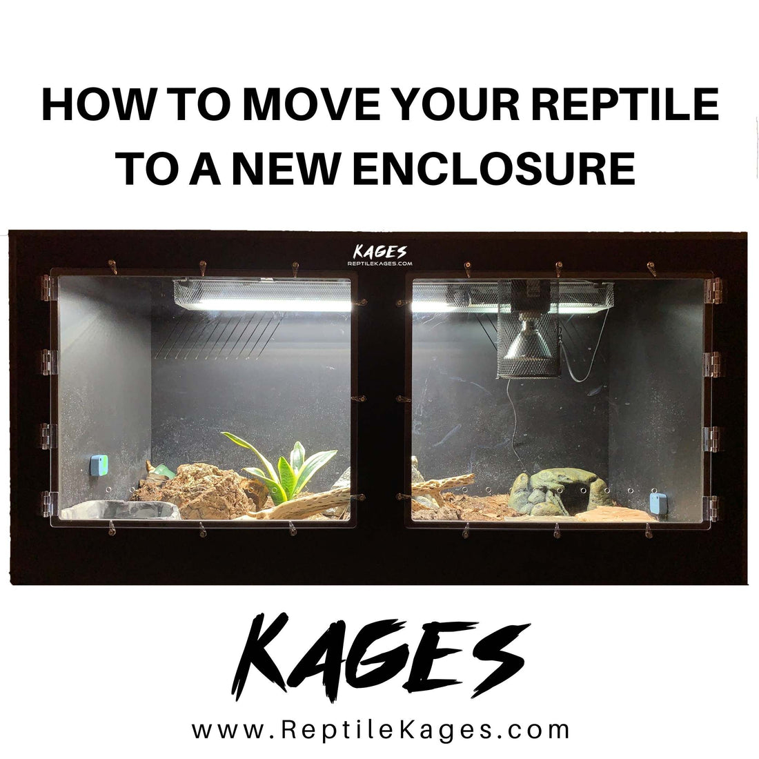 How to Move Your Snake to Its New Enclosure | Kages