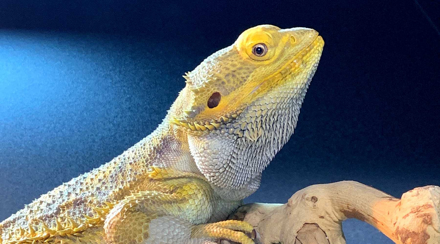 REWARDS Reptile Kages