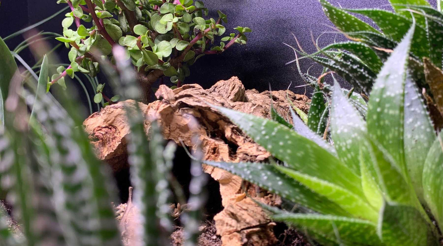 REWARDS Reptile Kages