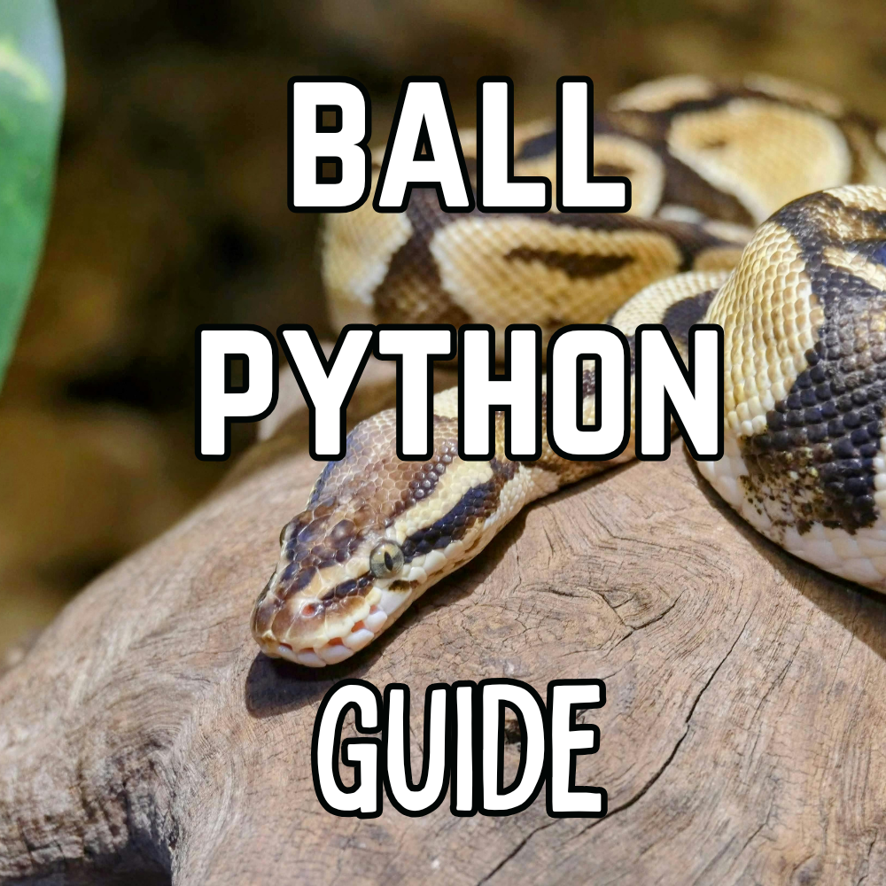 Krg Ball Python Kages | #1 American Made Custom Reptile Enclosures | FREE SHIPPING ...
