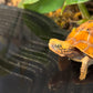 Reptile Bathing Pool with Steps, Feeding Bowl