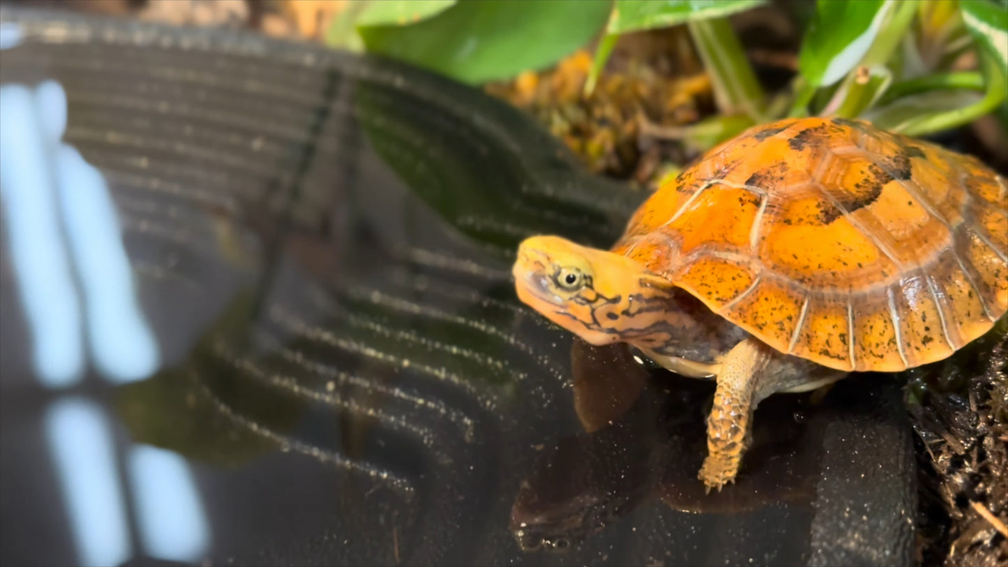 Reptile Bathing Pool with Steps, Feeding Bowl